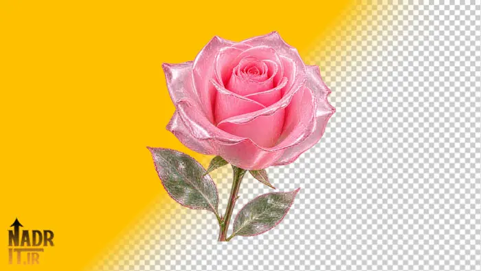 دانلود تصویر گل رز صورتی کد1 فایل PNG